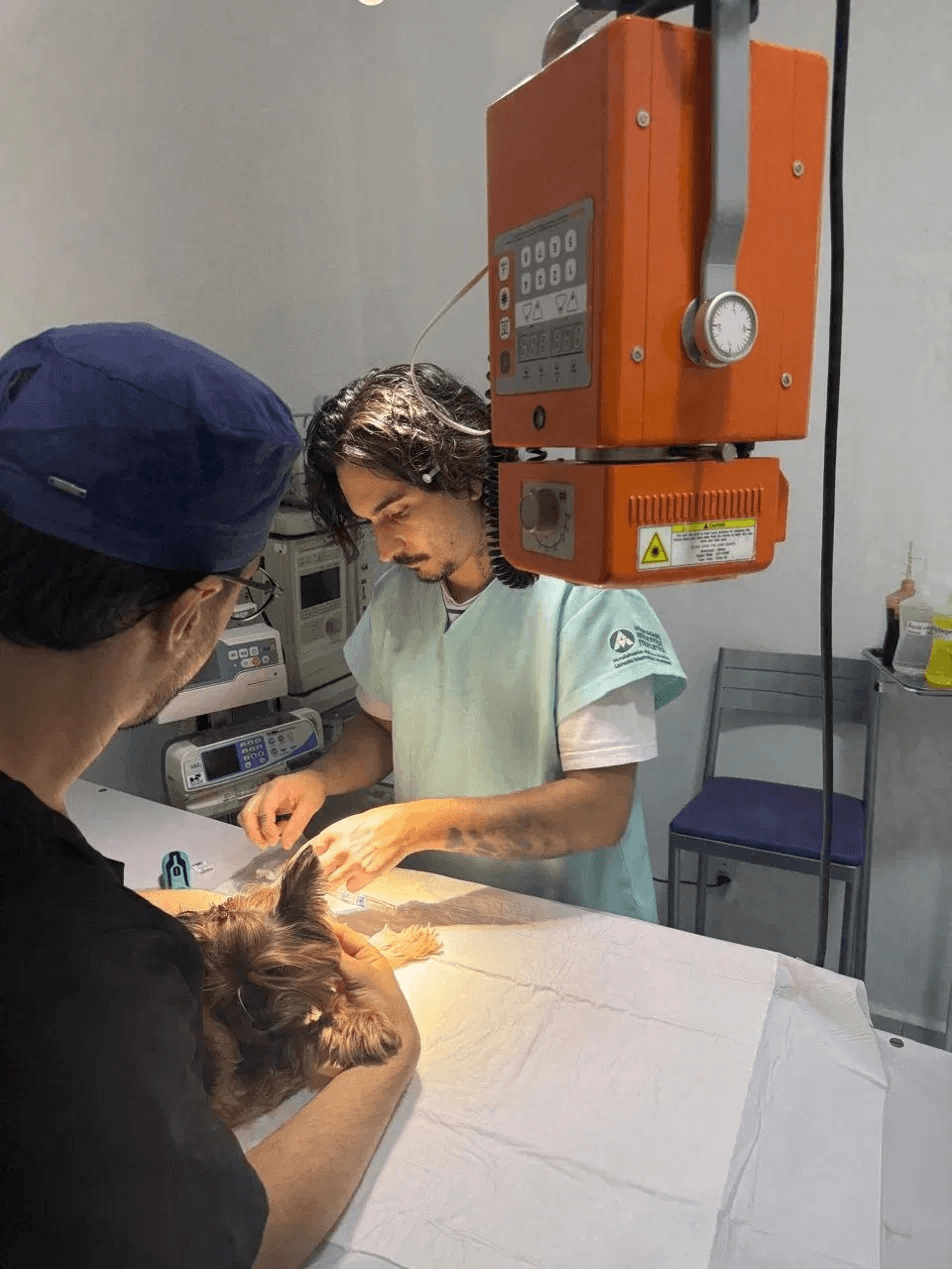 Ambiente e equipe em atendimento veterinário 